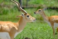 Gazelles: Close-up view Royalty Free Stock Photo