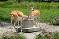 Gazelles: Drinking from the well Royalty Free Stock Photo