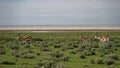 Gazelles in field Royalty Free Stock Photo