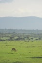 Gazelles in the field Royalty Free Stock Photo