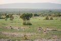 Gazelles in the field Royalty Free Stock Photo