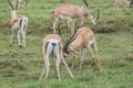 Gazelles fighting