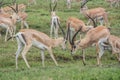 Gazelles fighting