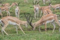 Gazelles fighting