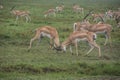 Gazelles fighting