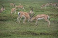 Gazelles fighting