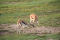 Gazelles fighting Royalty Free Stock Photo