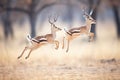 gazelles graceful leap captured close