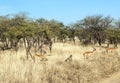 Gazelles Royalty Free Stock Photo