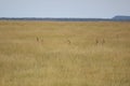 Gazelles hiding in savanna Royalty Free Stock Photo