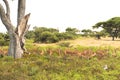 Gazelles - Impalas in beautiful landscape of Okavango Delta, Botswana Royalty Free Stock Photo