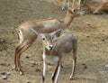Gazelles India Royalty Free Stock Photo