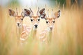 gazelles moving through tall grass, ears pointed