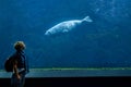 Gazes between curious seal and woman in the ocean aquarium