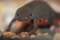 Chinese fire belly newt