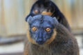 Gazing collared brown lemur Royalty Free Stock Photo