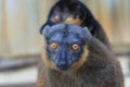 Gazing collared brown lemur