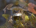 Gazing frog in the pond