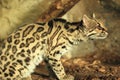 Gazing margay