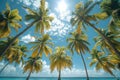 Gazing at palm trees on a sunny beach, with light filtering through the leaves Royalty Free Stock Photo