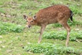 Gazing persian fallow deer