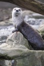 Gazing river otter