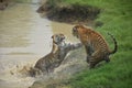 Safari park Royal Bengal Tiger