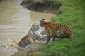 Gazipur Safari park Royal Bengal Tiger