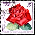 GDR - CIRCA 1972: postage stamp printed in GDR shows image of rose Karneol