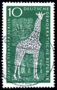 GDR - CIRCA 1965: stamp 10 East German pfennig printed in Germany GDR, DDR shows animal Angolan Giraffe Giraffa camelopardalis