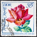 GDR - CIRCA 1972: a stamp printed in GDR shows Prof. Knoll, Rose, International Rose Exhibition.