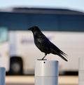 Raven perched on a post Royalty Free Stock Photo