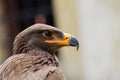 Gead of brown eagle Royalty Free Stock Photo