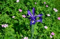 Geanium in colorful prairie flower bed with purple white and red flowers in spring lush green reminiscent of a meadow Royalty Free Stock Photo