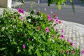 Geanium in colorful prairie flower bed with purple white and red flowers in spring lush green reminiscent of a meadow Royalty Free Stock Photo