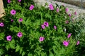 Geanium in colorful prairie flower bed with purple white and red flowers in spring lush green reminiscent of a meadow Royalty Free Stock Photo