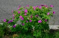 Geanium in colorful prairie flower bed with purple white and red flowers in spring lush green reminiscent of a meadow Royalty Free Stock Photo