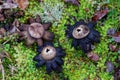 Geaster Geastrum sessiles on a green carpet Royalty Free Stock Photo