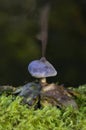 Geastrum coronatum while spreading its spores.