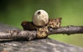 Geastrum is a genus of puffball-like mushrooms in the family Geastraceae.Many species are commonly known as earthstars Royalty Free Stock Photo