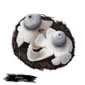 Geastrum quadrifidum, rayed or four footed earthstar mushroom closeup digital art illustration. Small and tough fruit bodies,