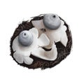 Geastrum quadrifidum, rayed or four footed earthstar mushroom closeup digital art illustration. Small and tough fruit bodies,