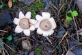 Geastrum triplex