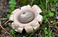 Geastrum triplex, collared earthstar