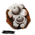 Geastrum triplex or collared, saucered or triple earthstar mushroom closeup digital art illustration. Boletus has grey fruit body