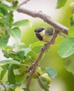Geat Tit in an Apple Tree Royalty Free Stock Photo