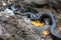 Gebande Zeekrait, Banded Sea Krait, Laticauda colubrina