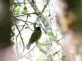 Gebandeerde Cotinga, Barred Fruiteater, Pipreola arcuata Royalty Free Stock Photo