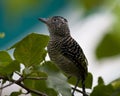 Gebandeerde Mierklauwier, Barred Antshrike, Thamnophilus doliatus Royalty Free Stock Photo