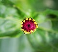 Gebera flower